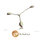 logo-3-branches.png